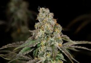 Do-Si-Dos Cannabis Seeds