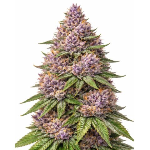 Double Dream Cannabis Seeds