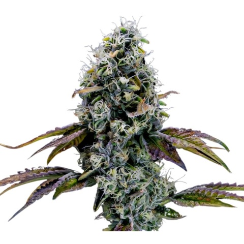 Dr. Funk Cannabis Seeds