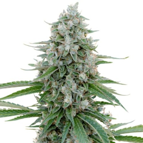 Dr. Who Cannabis Seeds