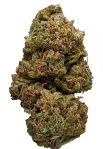 Dream Queen trichomes