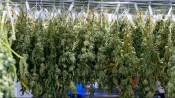 how to dry and cure cannabis