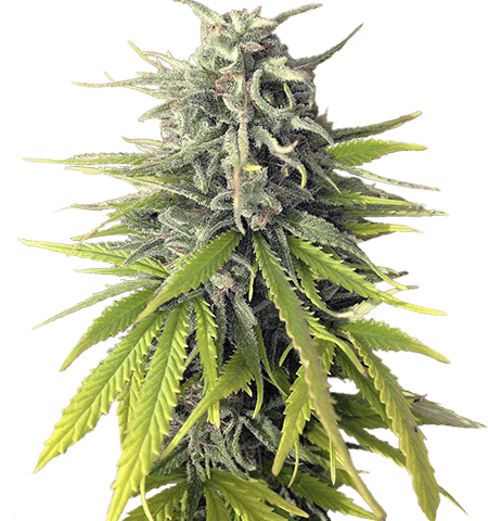 Durban Poison Cannabis Seeds