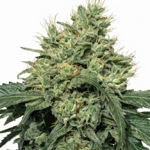 Dutch Dragon cannabis seeds