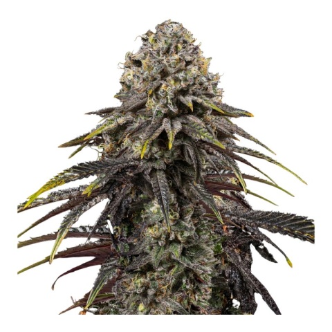 Dynamite Diesel Cannabis Seeds