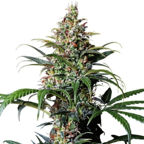 Early Girl Cannabis Seeds