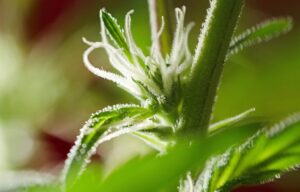 Cannabis flowering stage – pistil development at node Close-up of a cannabis plant showing early signs of flowering with white pistils emerging from the nodes.