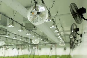 Indoor cannabis flowering room – climate and lighting control system Indoor cannabis grow room with LED lighting, ventilation fans, and climate control systems suspended from the ceiling.