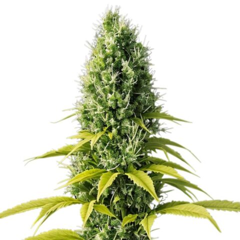 Early Skunk Cannabis Seeds