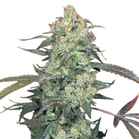 Ecto Cooler Cannabis Seeds