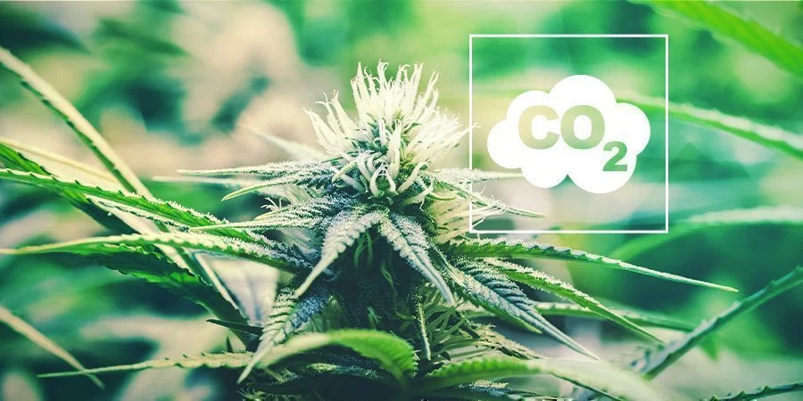 Effects of co2 on cannabis plants HEADER