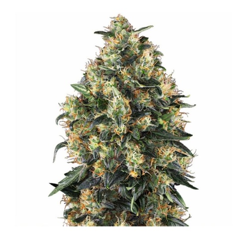 Everlast Cannabis Seeds
