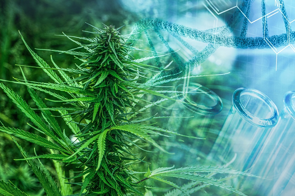 Exploring the Health Benefits of Cannabis in Behchoko