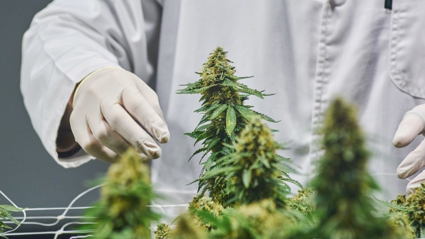 Exploring the Health Benefits of Cannabis in Hay River Reserve