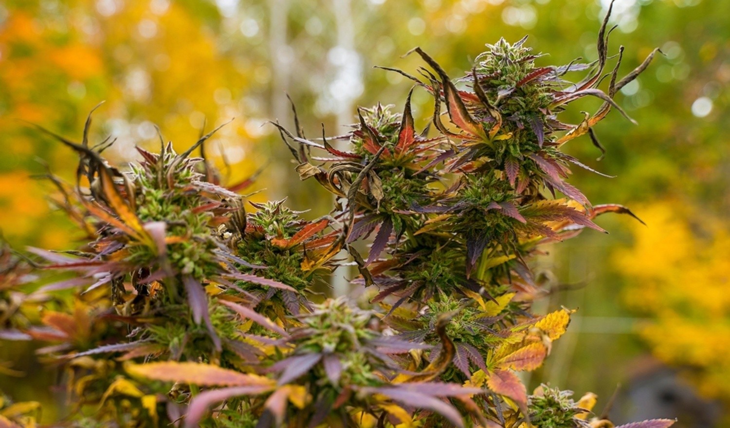 Fall Harvest Cannabis Seeds