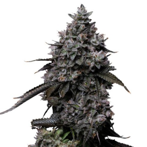 Fat Nelson Cannabis Seeds