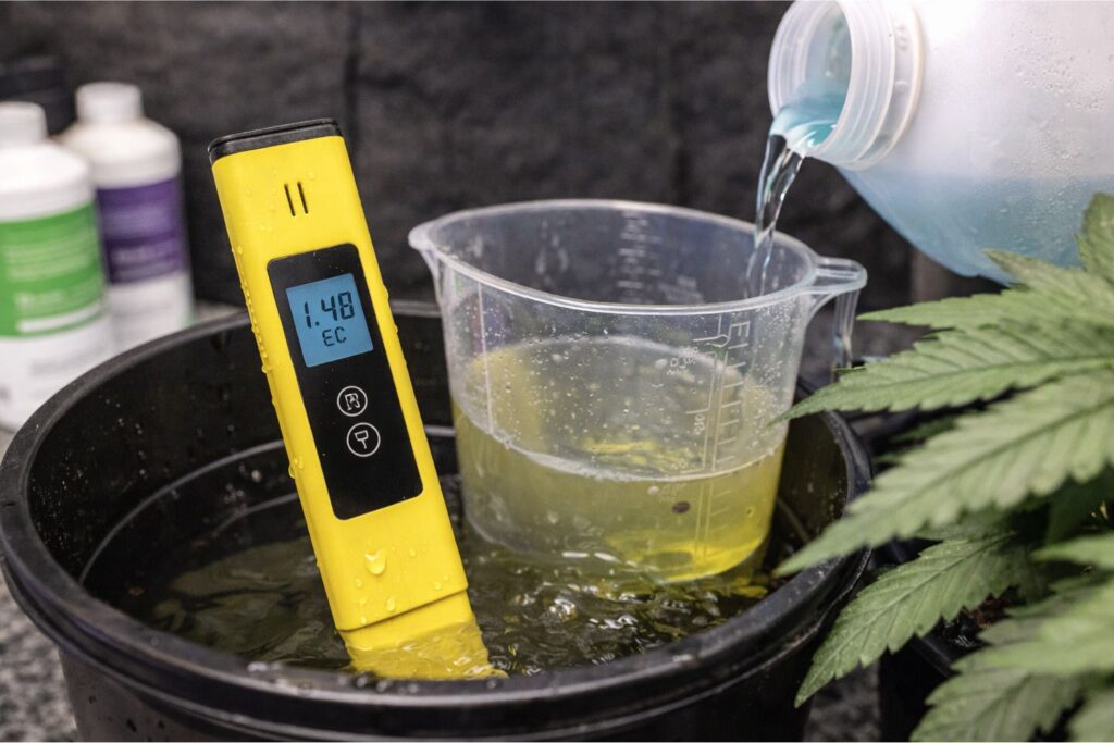 American Haze feeding EC range