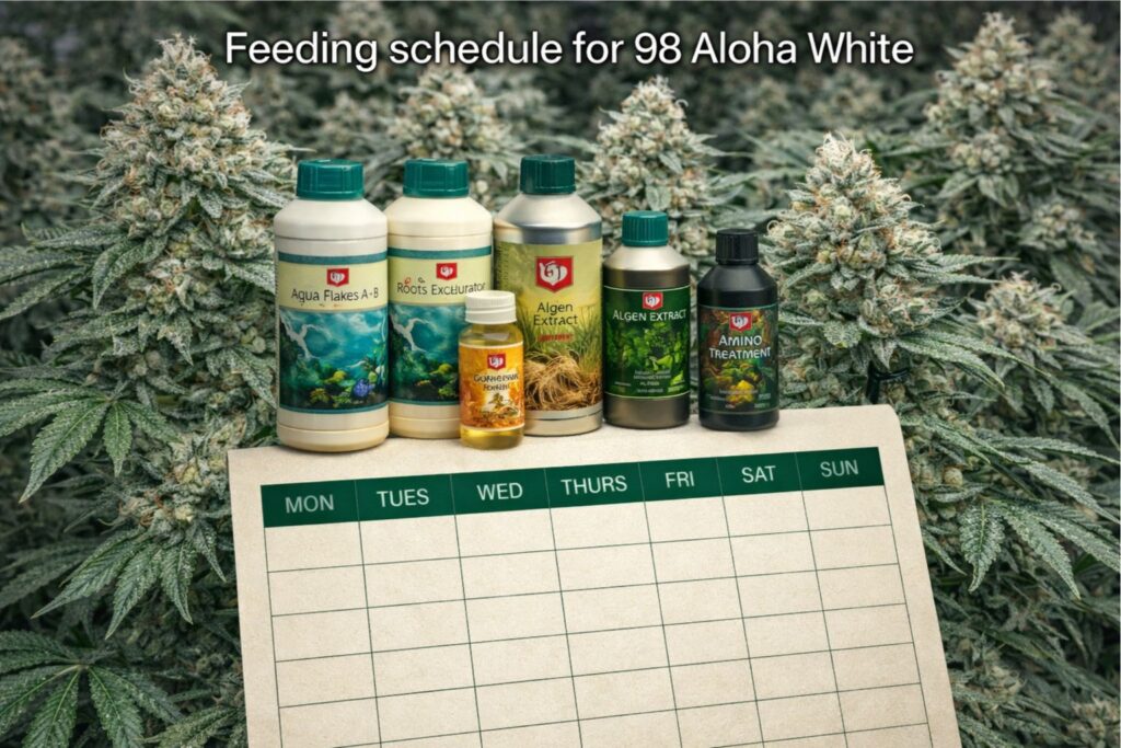 feeding schedule for 98 Aloha White