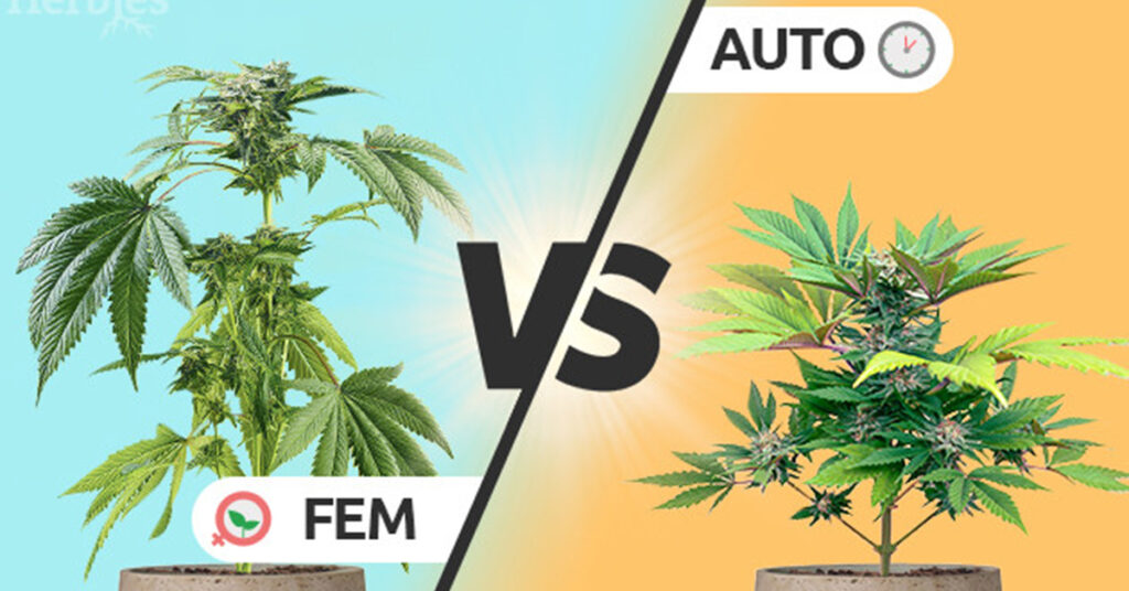 Feminized vs Autoflowering Cannabis Seeds Whats the Difference