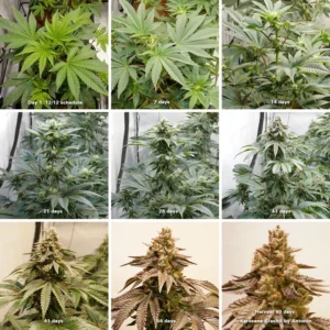 Cannabis flowering timeline – day 1 to harvest at 60 days cannabis flowering stage