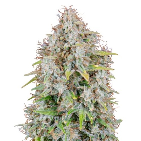 Forbidden Fruit Cannabis Seeds