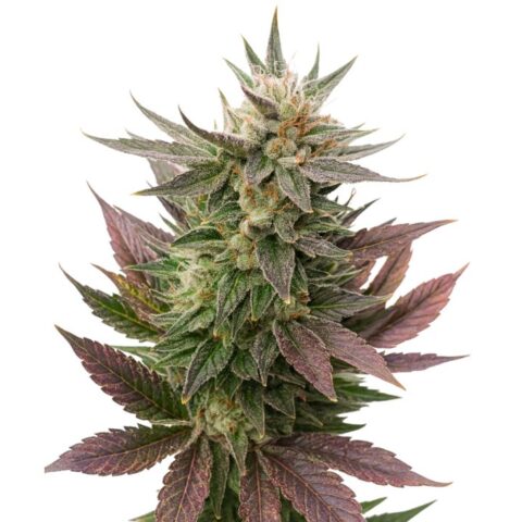 Close-up of a Fortune Cookies cannabis bud with frosty trichomes, purple-green leaves, and orange pistils.