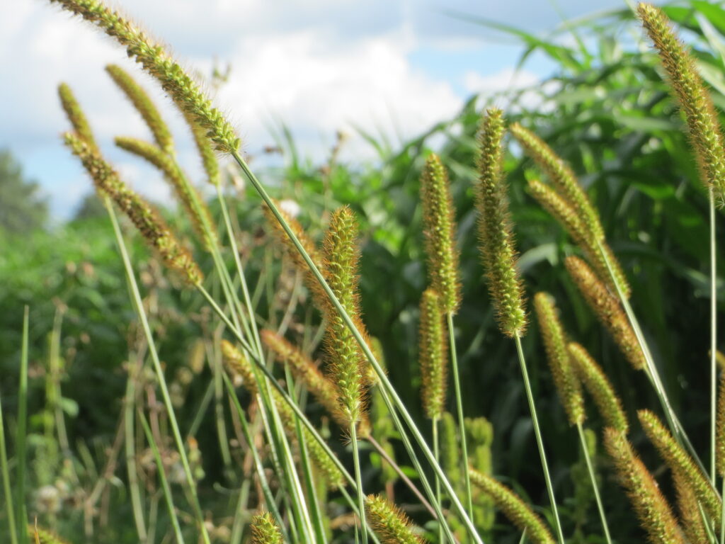 Foxtail weed
