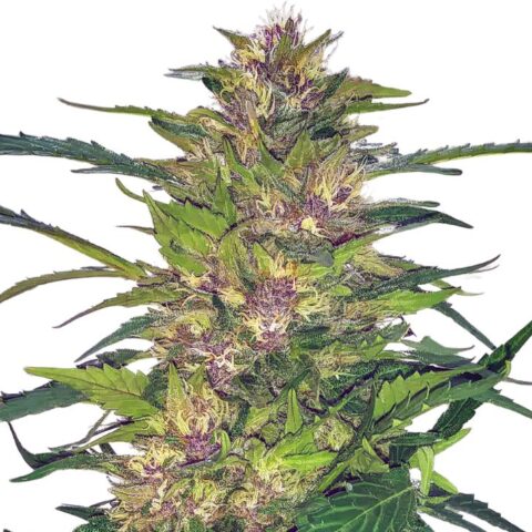 Freezeland Cannabis Seeds