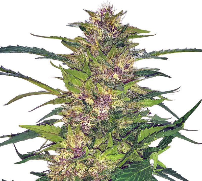 Freezeland Cannabis Seeds