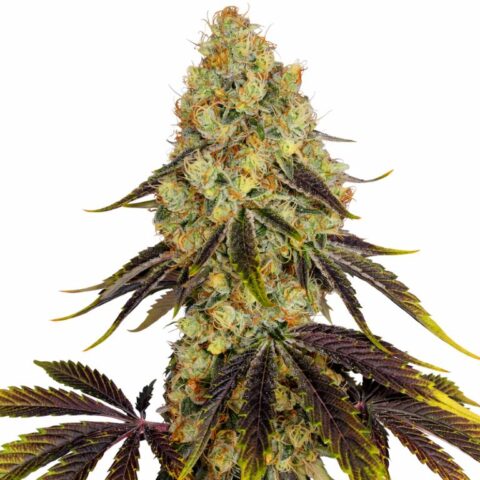 French Cookies Cannabis Seeds