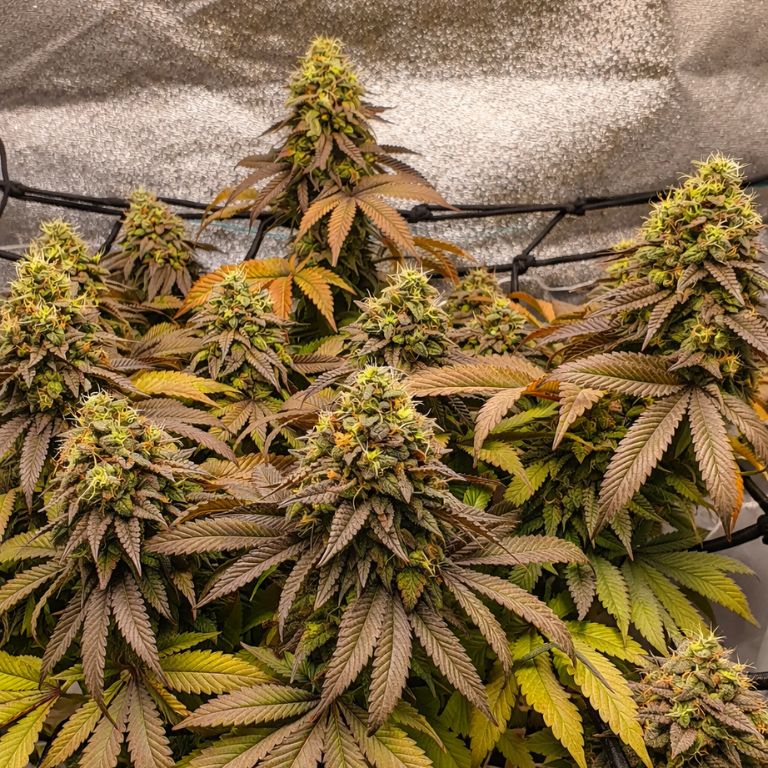 French Cookies Grow Room