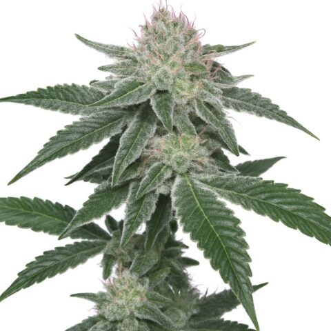 French Toast Cannabis Seeds