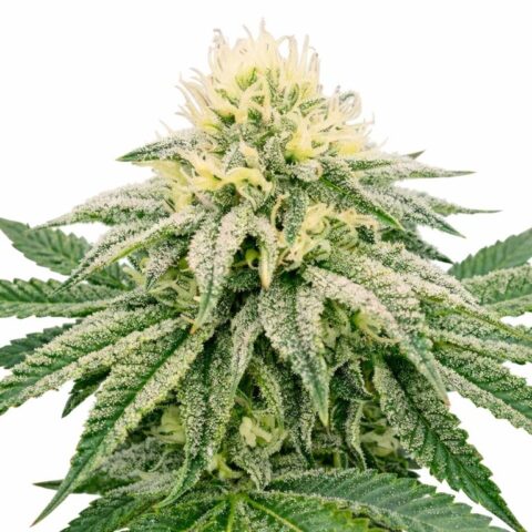 Frosty cannabis seeds