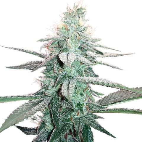 Frosty Cannabis Seeds