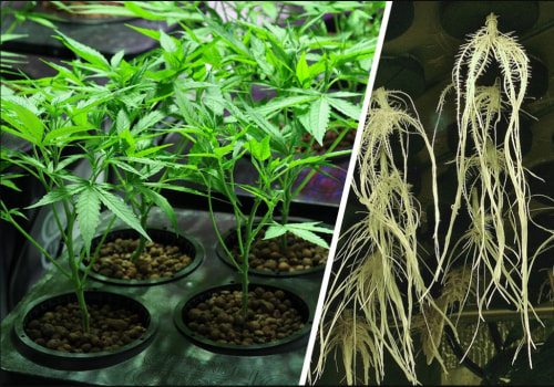 Fruity Chronic Juice growing