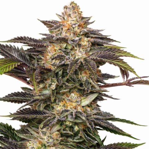 Fucking Incredible cannabis seeds