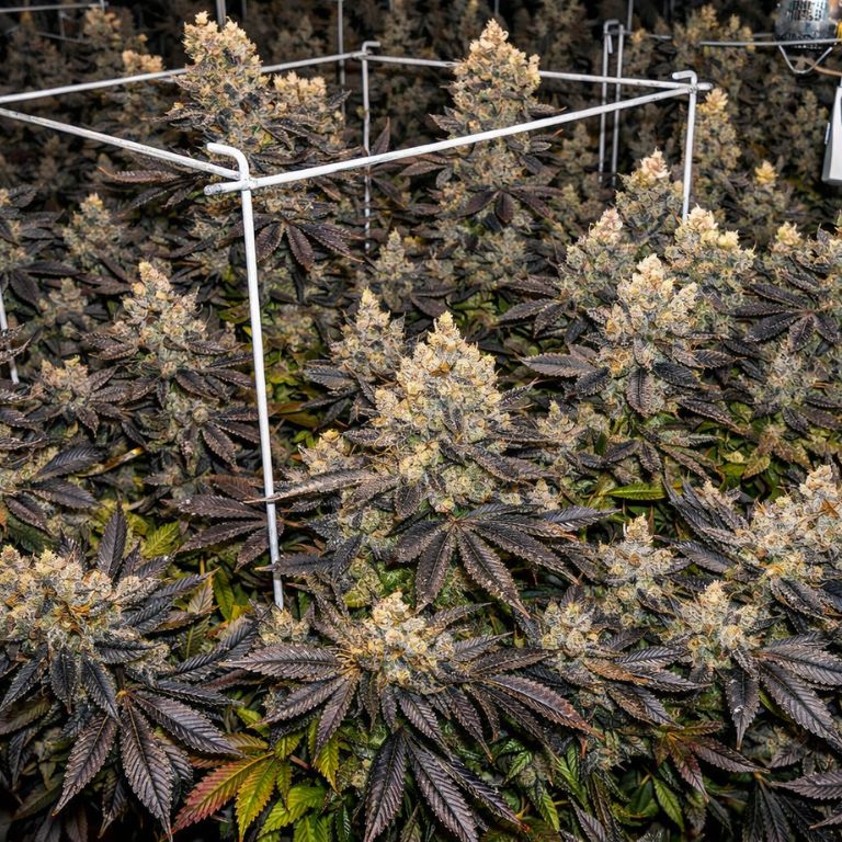 Fucking Incredible grow Room
