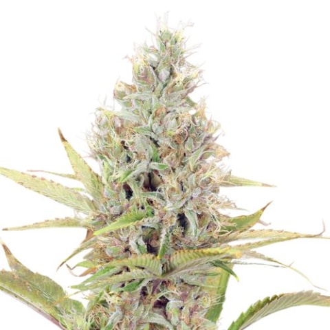 G13 cannabis seeds