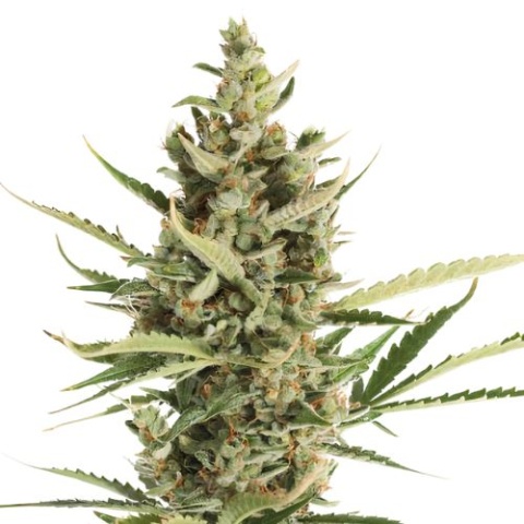 Game Changer cannabis seeds