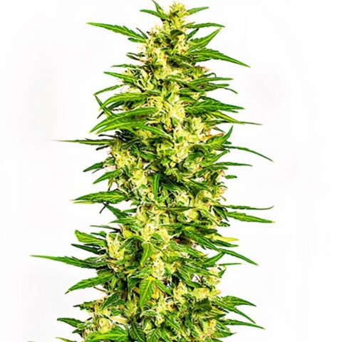 Gatekeeper OG Cannabis Seeds