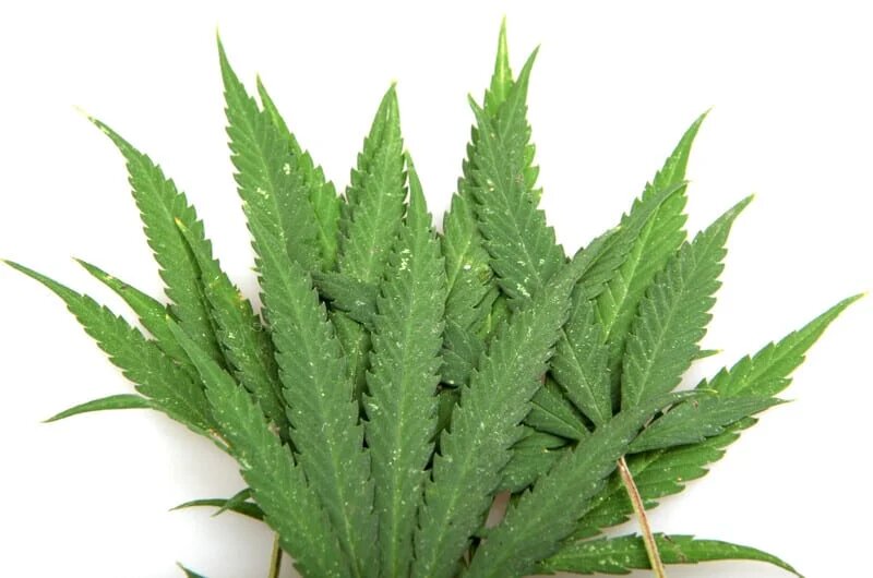 Gator Breath cannabis strain