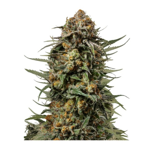 gelato 44 cannabis seeds