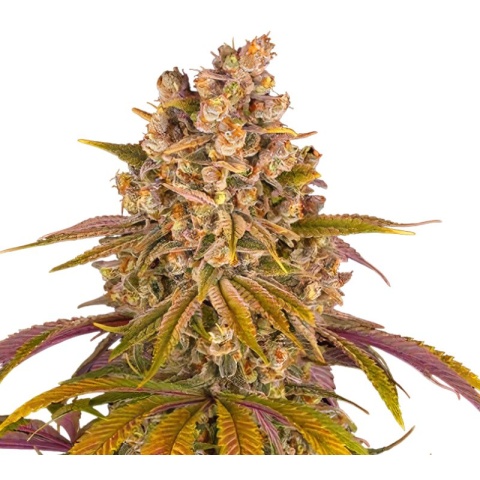 Gelato Cake Cannabis Seeds