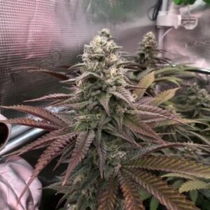 Gelato Cake Cannabis Seeds