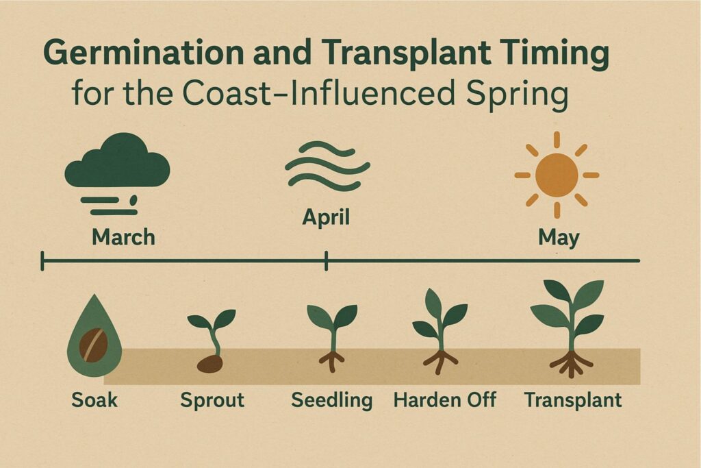 Germination and transplant timing