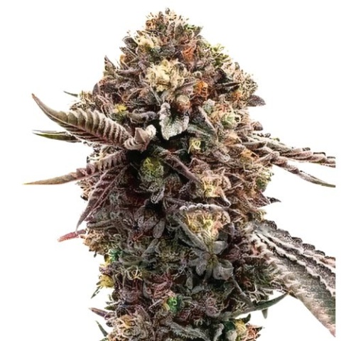 Ghost Train Haze Cannabis Seeds