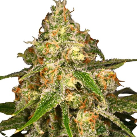 Ginger Ale Cannabis Seeds