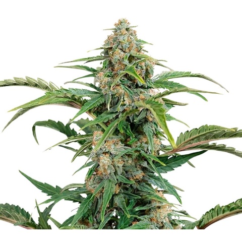 Glass Slipper Cannabis Seeds