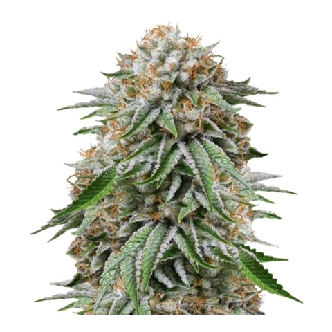 Go Time Cannabis Seeds