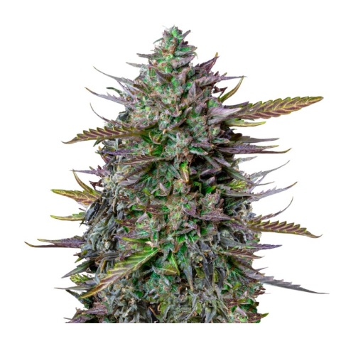 Goatlato Cannabis Seeds